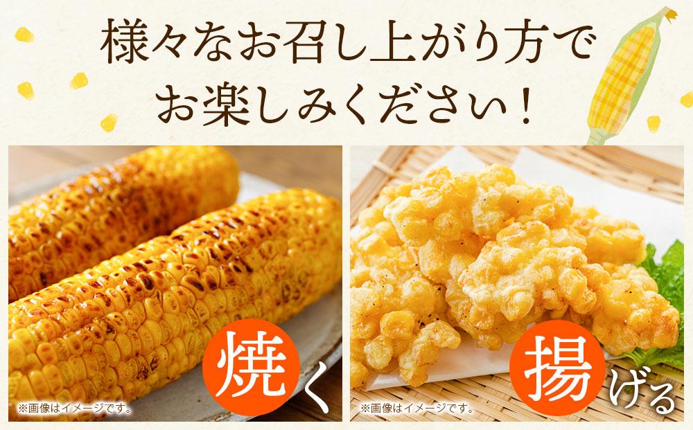 【先行予約】北海道産ピュアホワイト・露地とうもろこし　計12本 2024年8月下旬から発送開始予定_00113