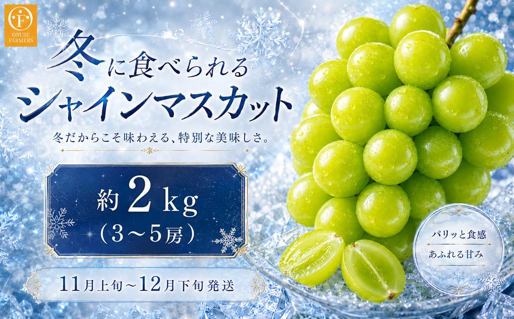 
                  【年内配送】冬に食べるシャインマスカット 約2kg 3～4房 ［ おぶせファーマーズ ］ 年内発送 ぶどう フルーツ 果物 くだもの 長野県 産地直送 送料無料 令和8年産 【2026年11月中旬～12月下旬配送】[F-548]
                