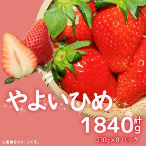 訳あり いちご やよいひめ 計 1840g 果物 フルーツ やよい姫 家庭用 甘い 先行予約 農家直送 徳島県 阿波市