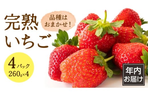 【 年内お届け 】 完熟 いちご 4パック 大粒 いちご 苺 イチゴ フルーツ 果物 [AF114ci]