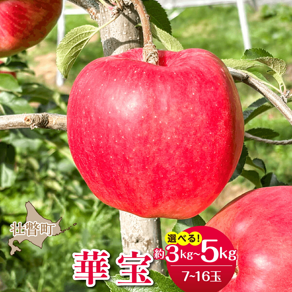 【ふるさと納税】＜2026年10月上旬よりお届け＞北海道壮瞥町 りんご 品種名「華宝」 選べる容量 約3kg / 5kg【 りんご リンゴ 林檎 果物 フルーツ 大玉 大玉りんご 甘い ジューシー 爽やか 北海道産 壮瞥町 数量限定 】