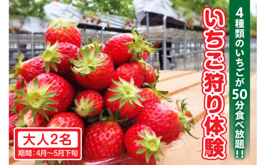 4種類のいちごが50分食べ放題！！いちご狩り体験（4月～5月下旬）大人2名