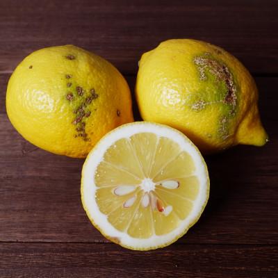 ふるさと納税 紀の川市 (訳ありBランク)やさしい黒潮檸檬 B級2kg(箱込み)　節減対象農薬:当地比約75%減