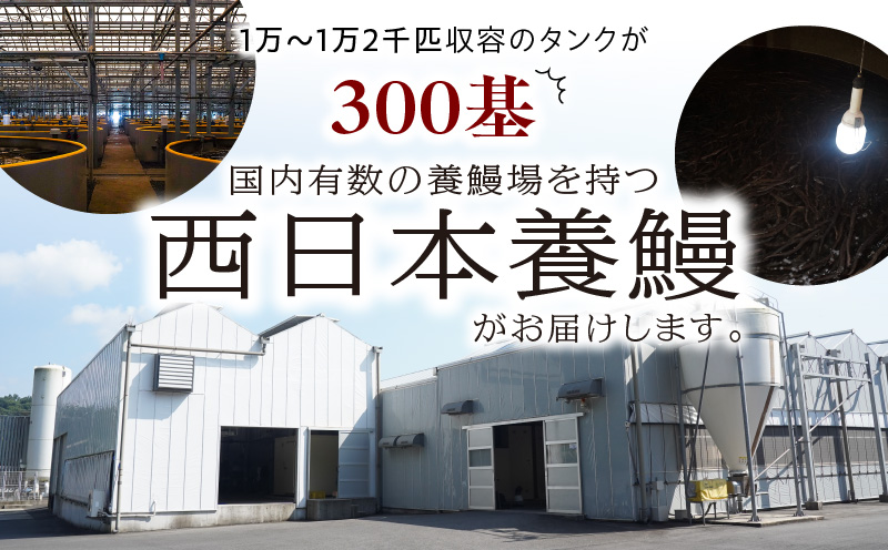 2126 鹿児島県産 きざみ うなぎ蒲焼 100袋　KN058-001-03
