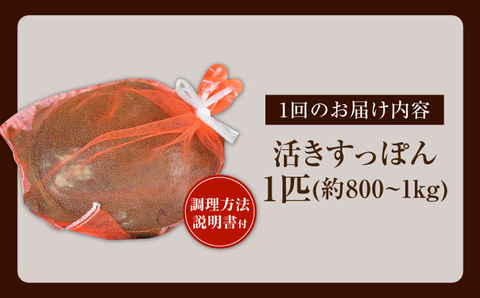 【全6回定期便】生きたまま届く最高級食材！江田島育ちのすっぽん【活き】 江田島市/平井興産株式会社[XAC011] 定期便