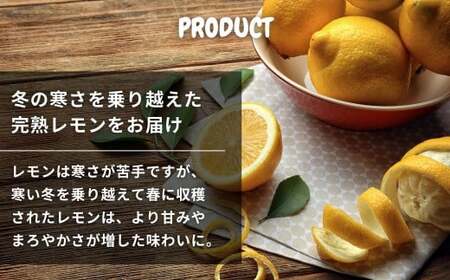 【2027年 3月～ 4月 発送】  文田農園の越冬レモン 約3kg 