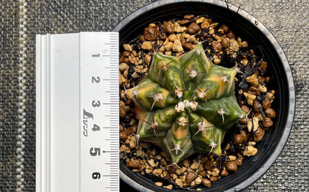 ギムノカリキウム ミハノビッチ 5株 Gymnocalycium mihanovichii 長与町/アグリューム[EAI224] 