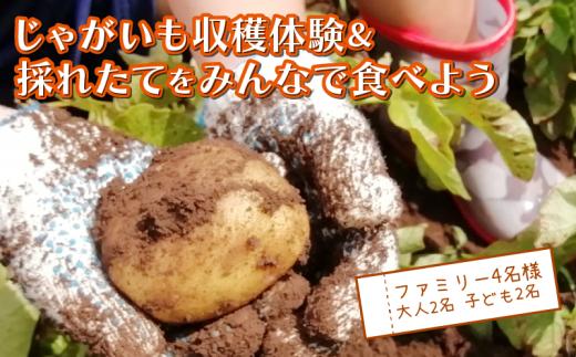 じゃがいも堀り ＆ 採れたて試食会 体験 地元 シェフ と 採れたて 野菜 をみんなで食べよう こども 親子 沼津 戸田  実季楽農園 【海と山に育まれた 戸田 の恵を掘り起こそう】  収穫 収穫体験 大人 2名 子ども 2名 じゃがいも 掘り 体験 試食 観光 静岡 沼津