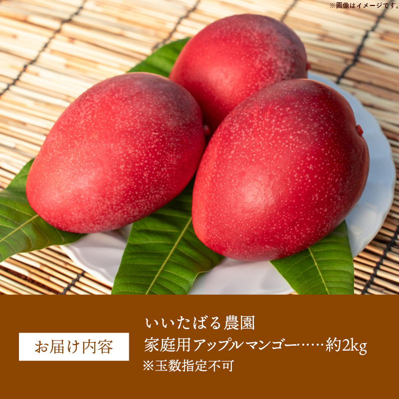 【先行受付】【2026年発送】いいたばる農園の家庭用アップルマンゴー約2kg - ご家庭用 先行予約 沖縄県産 産地直送 農薬不使用 除草剤不使用 南国フルーツ マンゴー オススメ 八重瀬町_イメージ