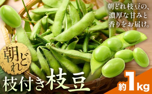 【先行予約】朝どれ 枝付き 枝豆 約1kg 遠藤ファームAt《2027年6月上旬-7月末頃出荷》千葉県 野田市 豆 産地直送 大莢 甘み濃厚 食べ応え ぷっくり豆 おつまみ BBQ 家飲み 新鮮 野菜 旬の味覚【配送不可地域あり】（沖縄・離島）