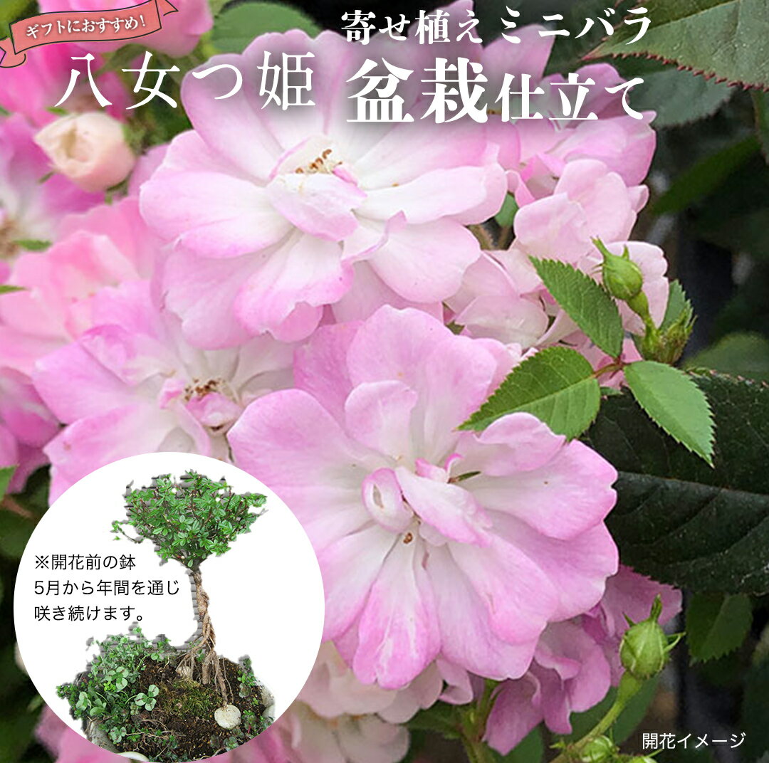 【ふるさと納税】寄せ植え 盆栽 風 仕立て「八女つ姫」 バラ 花 お花 フラワー ギフト 母の日