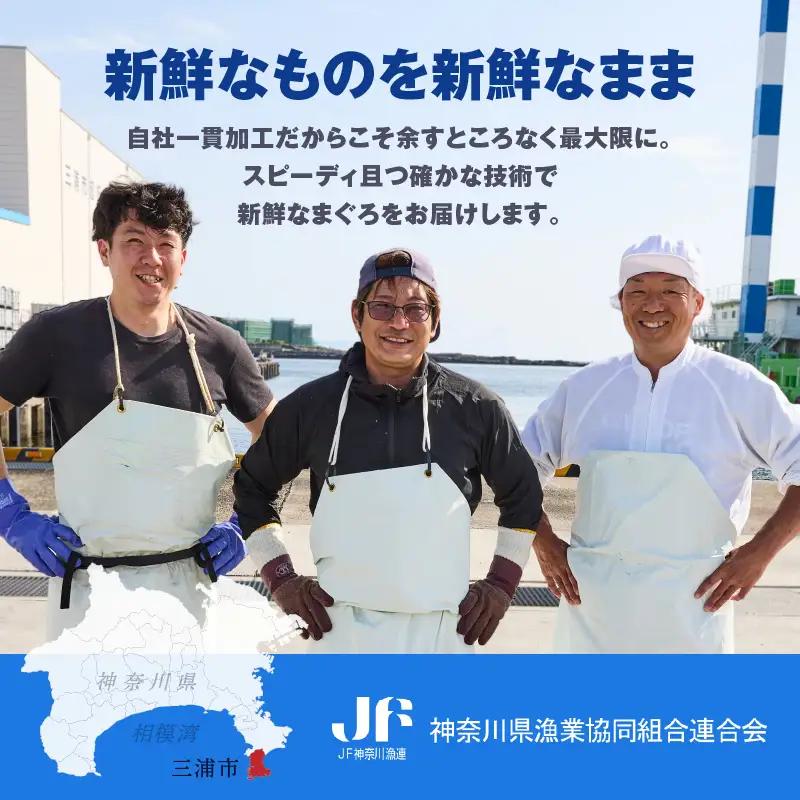 お正月 用 メバチ鮪 セット（ 神奈川県漁連 ） M077-006-01 冷凍 マグロ