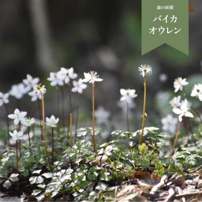 ふるさと納税 佐川町 <バイカオウレン> 苗 ポット 4号 1個　<12月〜2月頃の間に発送予定>