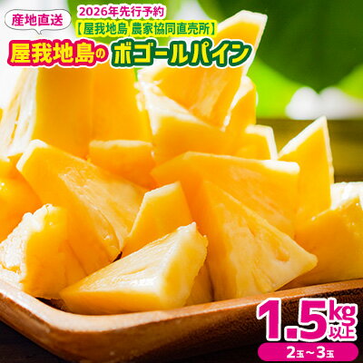 【ふるさと納税】2026年【屋我地島　農家協同直売所】屋我地島のボゴールパイン1.5kg以上（2～3玉） パイナップル 先行予約 沖縄 名護市 フルーツ 厳選 こだわり 果物 くだもの パイン お取り寄せ ふるさと納税 送料無料 南国フルーツ ぱいん 名護市 なご 食べ物 やんばる