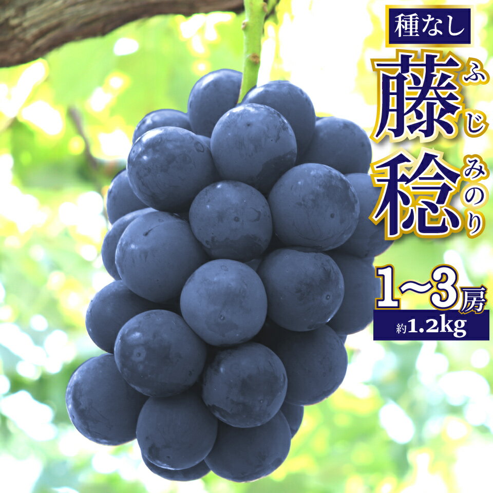 【ふるさと納税】先行予約＜藤稔 約1.2kg（1～3房）＞ ぶどう grape fruit 藤みのり フレッシュ 旬 果物 くだもの 高知県 佐川町産【冷蔵】＜2026年8月上旬以降に発送＞