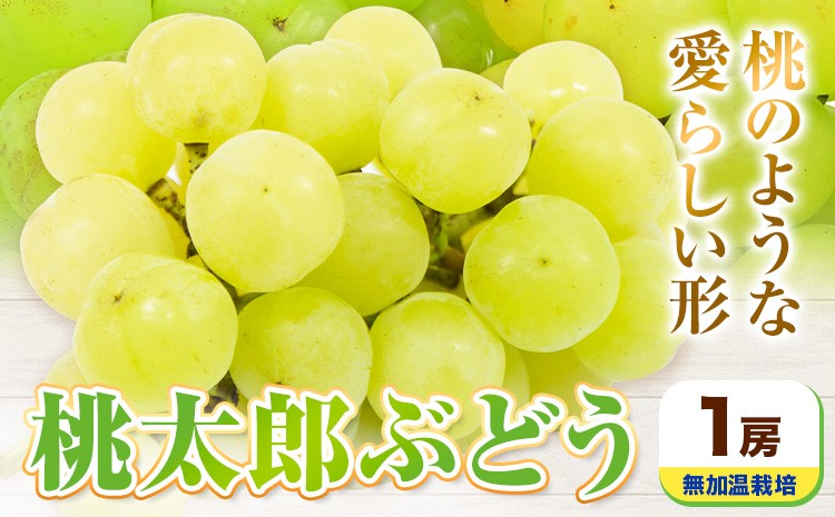 
                  【先行予約】岡山県産 桃太郎ぶどう 1房 無加温栽培【配送不可地域あり】《9月上旬-10月中旬頃に出荷予定(土日祝除く)》有限会社ホーティカルチャー神島
                