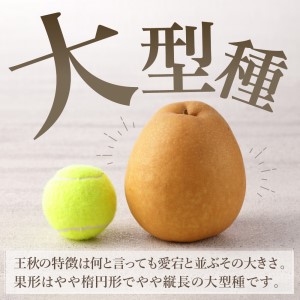 【令和8年産先行予約】伊万里梨「王秋」 約5kg  178-B943