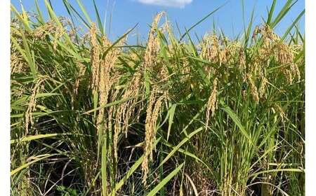 【令和7年産】獅子米 にじのきらめき 精米 5kg 岡田ファーム お米 白米 米 おこめ ブランド米 にじのひらめき 5キロ 30袋 限定 国産 単一原料米 コメ こめ ご飯 銘柄米 茨城県産 茨城 