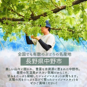 シャインマスカット　2房セット(約1.0kg)【配送不可地域：離島】【1492854】