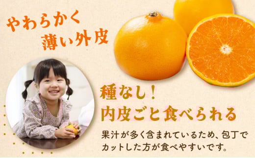 KU303 【高評価農園の限定温室せとか】＜先行予約＞ 溢れ出る果汁！順子姉さんのひっぱりだこ愛情温室せとか 2.5kg