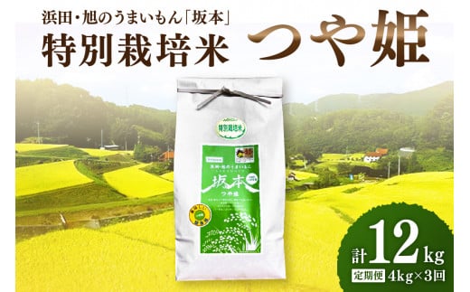 【定期便】【令和6年産】浜田・旭のうまいもん「坂本」特別栽培米つや姫　4kg×3回 【1028】