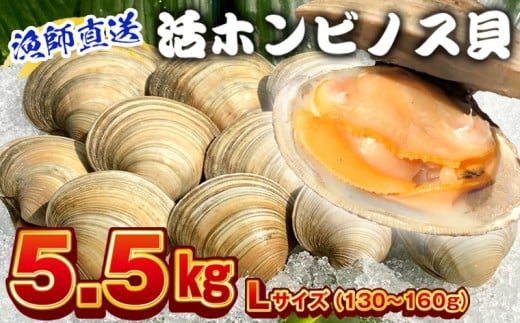 漁師直送！活ホンビノス貝5.5kg（Lサイズ）　ホンビノス 貝 白はまぐり 大あさり 浜焼き BBQ バーベキュー アウトドア キャンプ 漁師直送 産地直送 魚介類 海鮮 貝 シーフード クラムチャウダー スープ パスタ 天ぷら 酒蒸し 千葉県