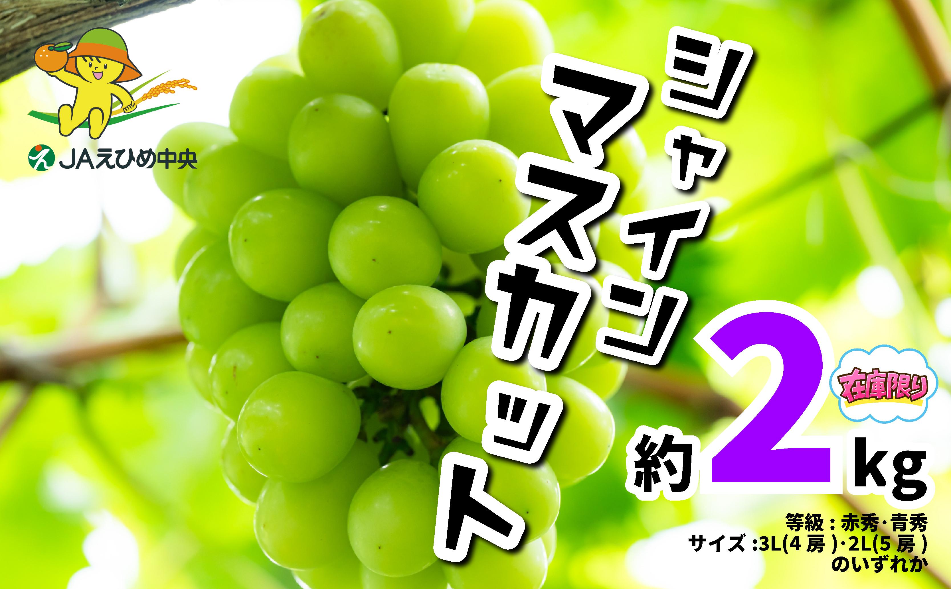 
            【2025年8月下旬より順次発送】 シャインマスカット 約 2kg JAえひめ中央 【数量限定】 等級 赤秀･青秀 サイズ 3L(4房)･2L(5房) 8月 9月 しゃいんますかっと 旬 ぶどう マスカット くだもの ますかっと 果物 愛媛 松山 伊台 マスカット 産地直送 人気 予約 新鮮
          