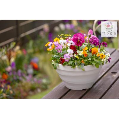 ふるさと納税 山口市 パンジー&ビオラの寄せ植え[カシスオレンジ(プランター版] D546 |  | 03