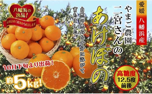 濃厚な味わい!やまご農園 高糖度みかん!「あけぼの」＜C39-11＞_ みかん ミカン 柑橘 温州 果物 くだもの フルーツ 旬 愛媛 コク 甘み 国産 産直 産地直送 小玉 旬 濃厚 冷蔵 高糖度 極早生 【1491797】 YWTF004