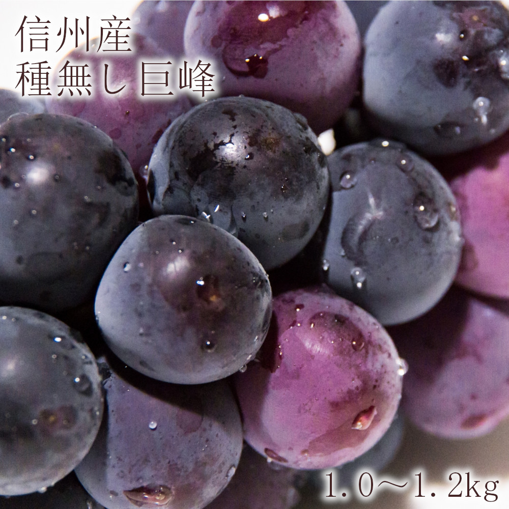 
            J0974 k極上 種無し巨峰1.0～1.2kg【2025年9月下旬以降出荷】北澤農園
          