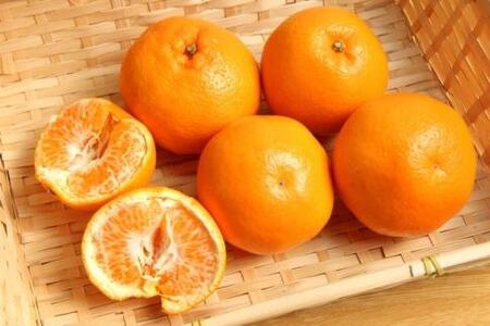 和歌山 有田 の 濃厚 はるみ 約10kg(S又はMサイズ)