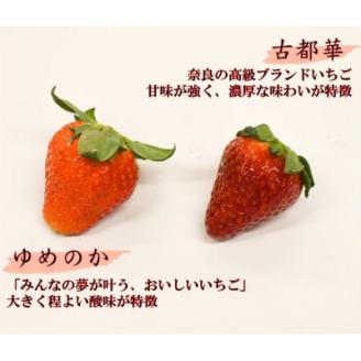 赤のコラボ「古都華」と「ゆめのか」(それぞれ9粒~11粒)【配送不可地域:離島】
