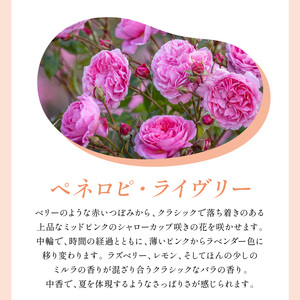 【イングリッシュローズ】デビッド・オースチン ペネロピ・ライヴリー 6L鉢苗（バラ専用肥料付）【025D-058】