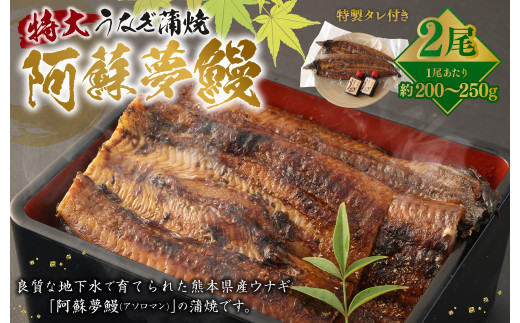＜ R8年熊本地震復興支援 ＞熊本産 特大うなぎ蒲焼〖阿蘇夢鰻（アソロマン）〗2尾 鰻 蒲焼
