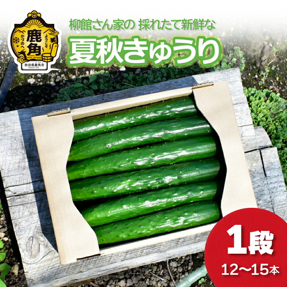 【ふるさと納税】《先行予約》夏秋 きゅうり 1段（12～15本入）秋田県鹿角産 新鮮 旬 安全 採れたて 胡瓜 国産野菜 お中元 お歳暮 お取り寄せ グルメ ギフト 秋田 あきた 鹿角市 鹿角 送料無料【柳館 信義】