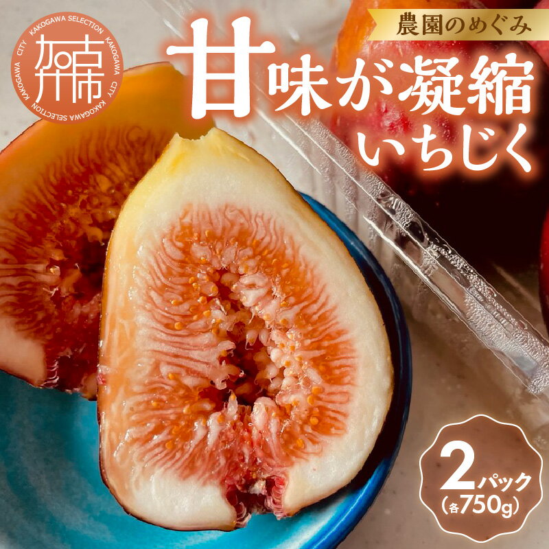 【ふるさと納税】【レビューキャンペーン】期間限定【農園のめぐみ】甘味が凝縮いちじく750g×2《 数量限定 限定 果物 くだもの フルーツ いちじく 無花果 送料無料 》