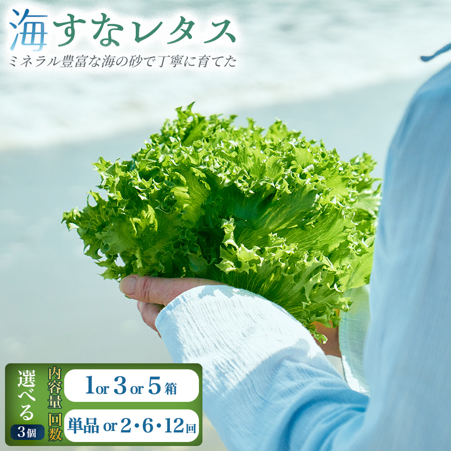 ＜選べる内容量＆回数＞フリルレタス「海すなレタス」（1箱/3箱/5箱）1箱あたり3個入り 新鮮 野菜 サラダ【A344】