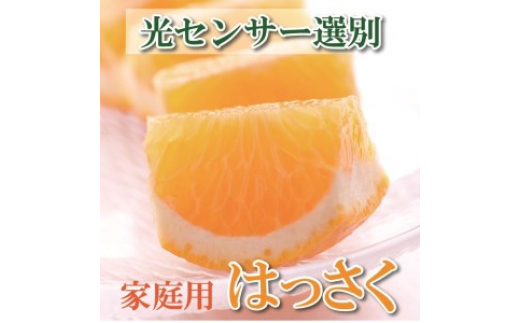 
＜1月より発送＞家庭用 はっさく10kg+300g（傷み補償分） ｜ 八朔みかん わけあり ※北海道・沖縄・離島への配送不可 ※2025年1月上旬～3月下旬頃に順次発送予定
