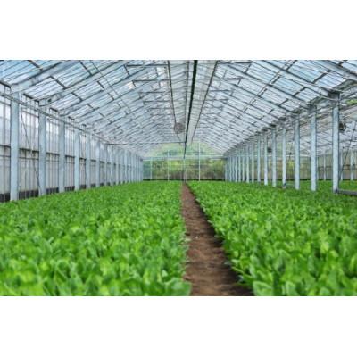 ふるさと納税 島原市 【毎月定期便】産地直送 ほうれん草(10束)全6回 |  | 02