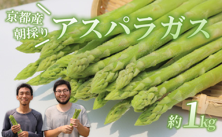 【先行受付】アスパラガス 京都 2026年産 1kg L～2Lサイズ 京都府 アスパラ