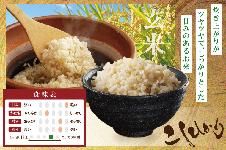 【数量限定】R7年産取手市産コシヒカリ 玄米10kg（5kg×2袋）|お米 米 こしひかり コシヒカリ 新米 玄米 茨城県 取手市（BS004）