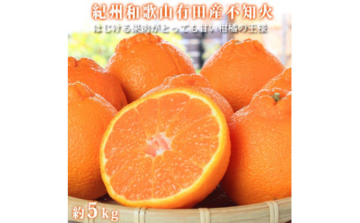 
            紀州有田産不知火(しらぬひ) 約５kg［2026年2月中旬以降発送］［先行予約］［UT40］
          