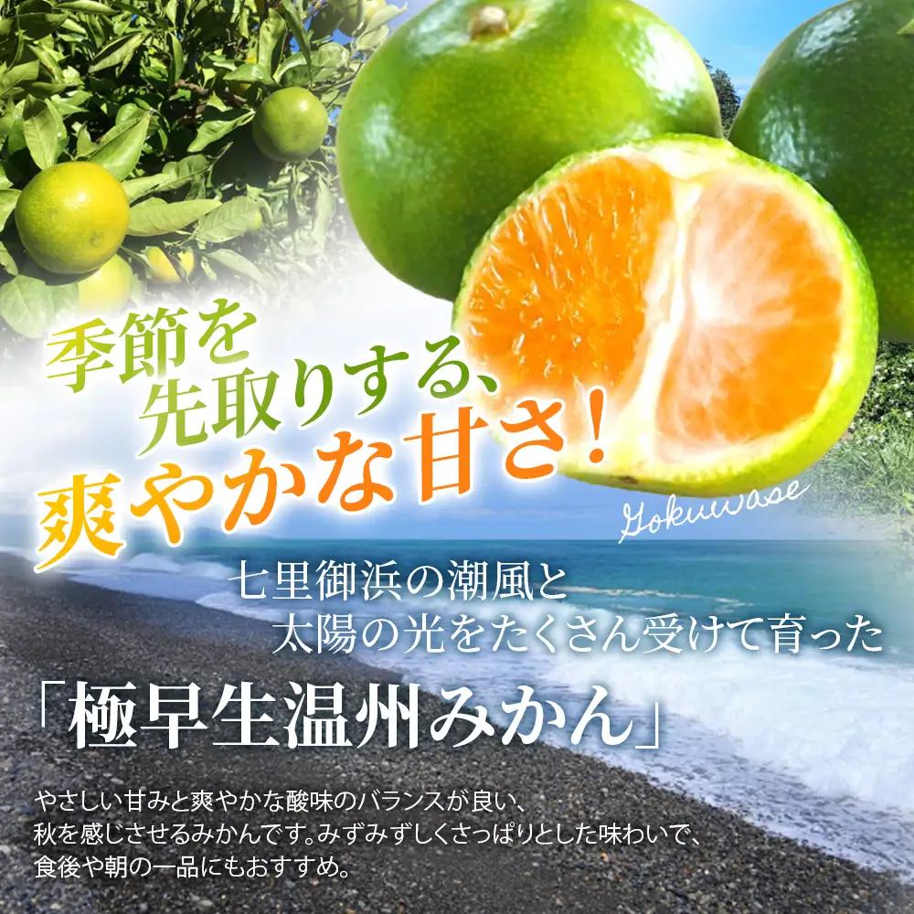 みかん 極早生温州みかん 約10kg【nkmr0018】