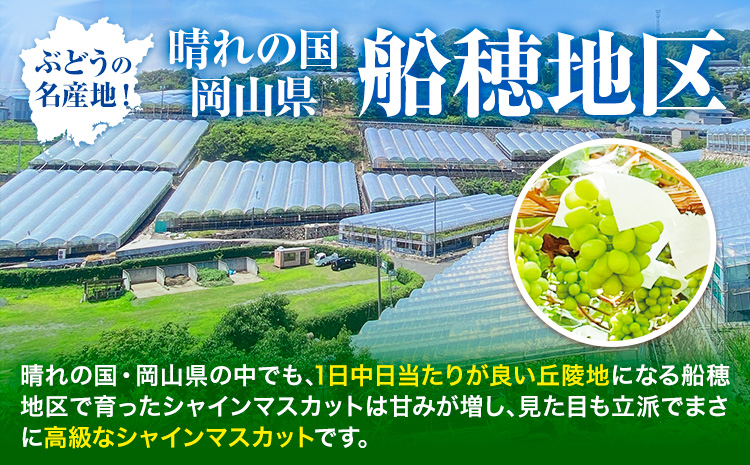【2025年先行予約受付】最高級 シャインマスカット ぶどう 船穂赤秀 2房 1.3kg 《9月上旬-11月中旬頃出荷(土日祝除く)》ハレノフルーツ マスカット 送料無料 岡山県 浅口市 フルーツ 果