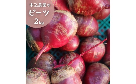 《 先行予約 》中込農園の ビーツ 2kg 農家直送 国産ビーツ 生ビーツ 千葉県産 八街市産 産地直送