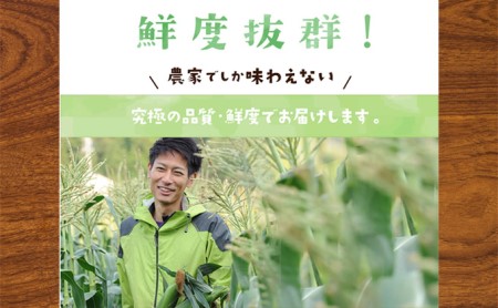 訳あり とうもろこし 品種： 甘々娘 または 甘太郎 家庭用『訳ありテルもろこし』約8本～12本 先行予約（6月中旬頃より順次発送）先端カット済【配送不可：離島】 野菜