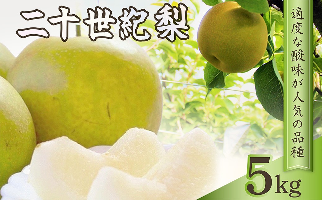 
                  梨 二十世紀梨 約5kg（13玉前後）　TO00133
                