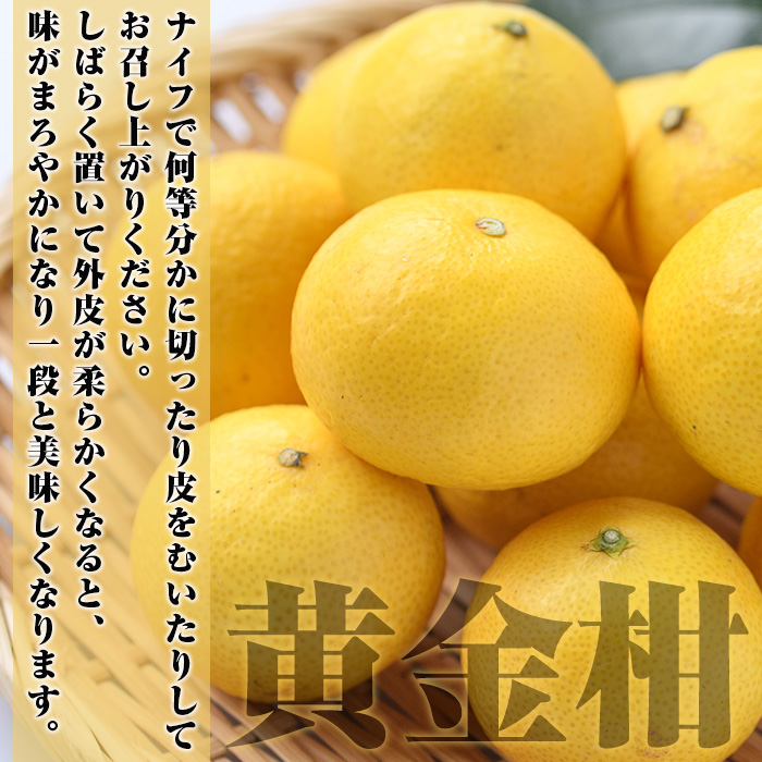 ＜先行予約受付中！2027年2月上旬以降順次発送予定＞訳あり！まなべみかん園の黄金柑(約2.5kg) 国産 鹿児島県産 阿久根市産 柑橘類 果物 フルーツ みかん ミカン 蜜柑 期間限定 数量限定 デ