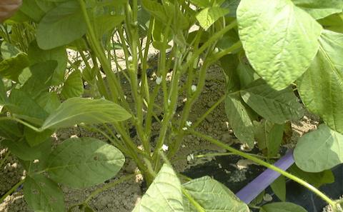 【先行予約】枝豆 くろさき 茶豆 1.5kg (8月中旬発送開始) えだまめ 朝採り 新鮮 豆 野菜 冷蔵 産地直送 新潟茶豆 ビール 晩酌 おつまみ 新潟