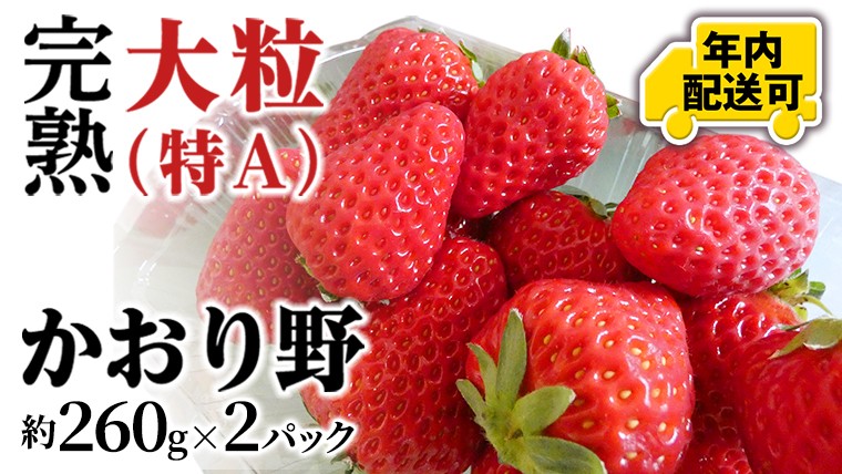 
            【12/17までの申込で年内にお届け！】 完熟 かおり野 約260g×2パック 年内お届け 国産 いちご イチゴ 苺 [BC081sa]
          